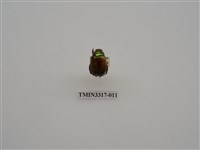 藏品(黃豔金龜)的圖片